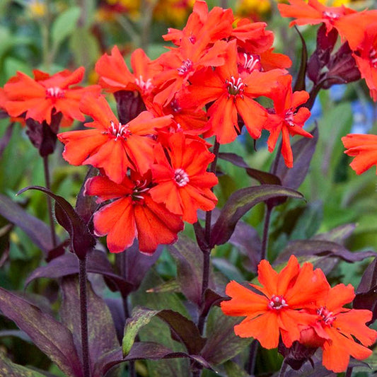 Lychnis x arkwrightii 'Vesuvius'