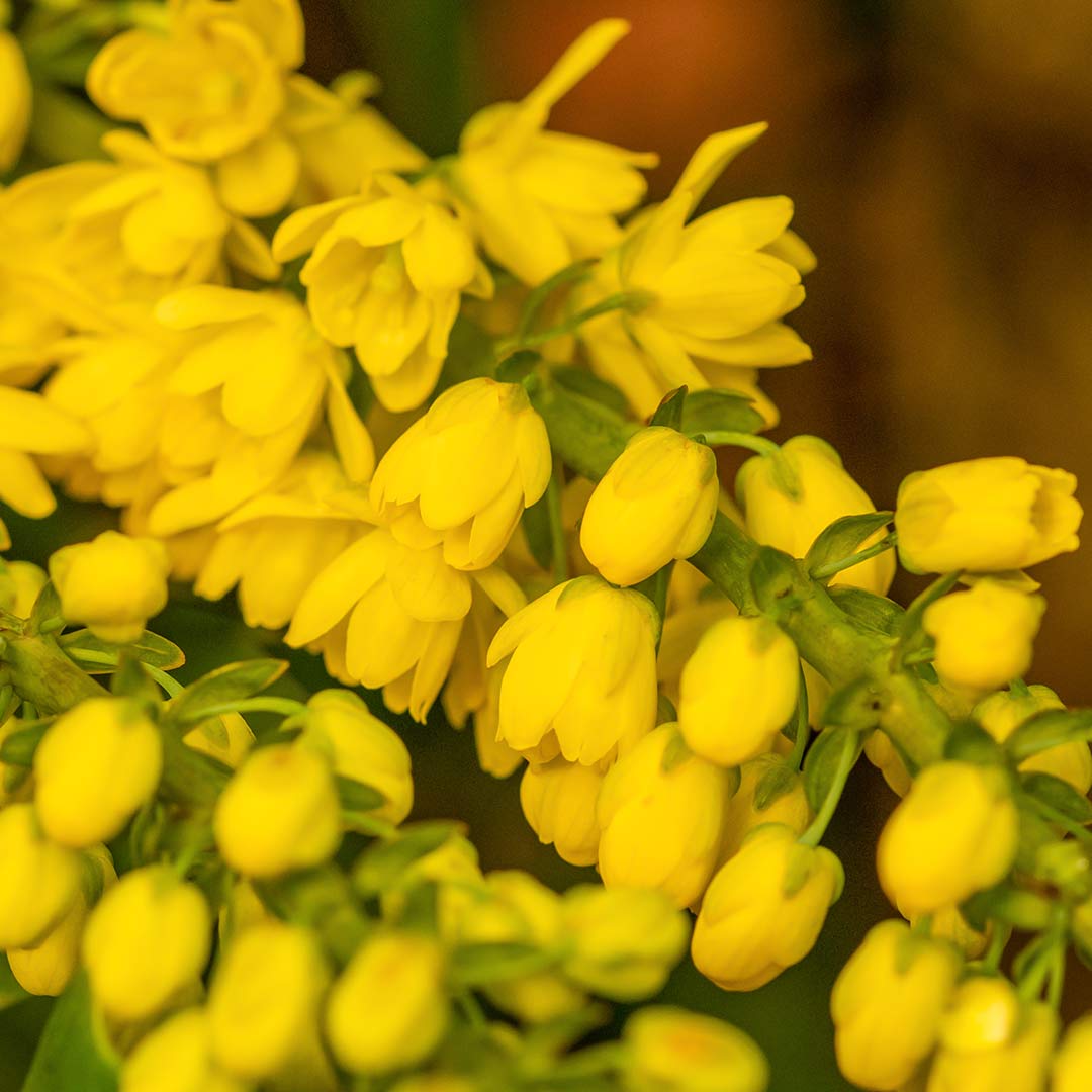 Macro close up of fragrant pale yellow flowers of Mahonia bealei (Beal's Mahonia; Leatherleaf Mahonia; Beale's Barberry; Berberis bealei)
