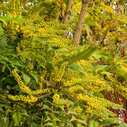 Mahonia bealei in the Geoff Hamilton Winter Border at Barnsdale Gardens