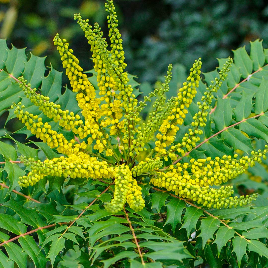 Mahonia x media 'Charity' – Barnsdale Gardens