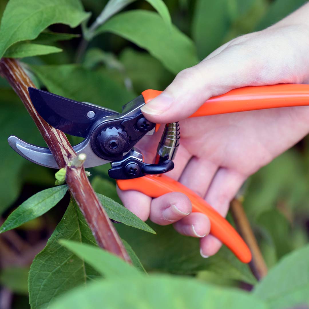 Micro Secateurs - RHS endorsed. Terracotta handles, pruning