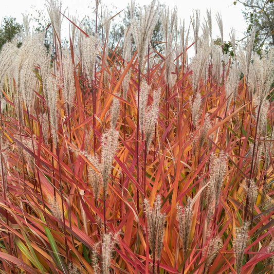 Miscanthus purpurascens