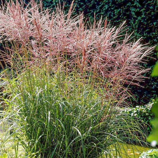 Miscanthus sinensis 'Nippon'