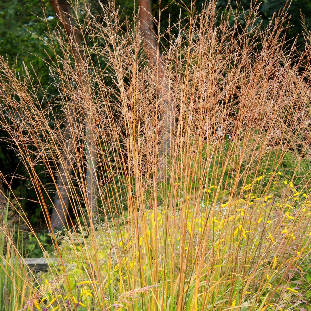 molinia caerulea