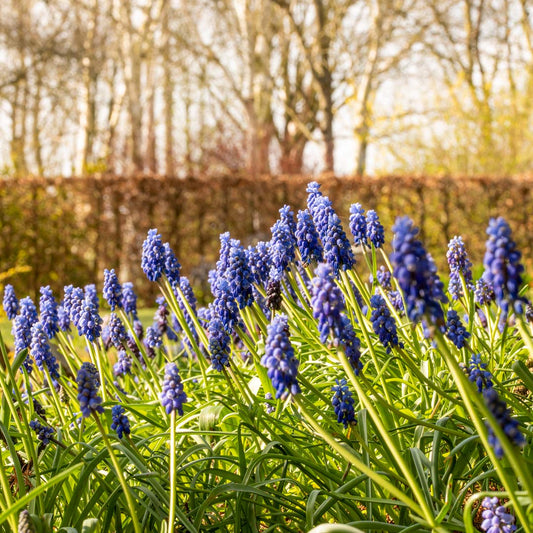 Muscari armeniacum in the conifer bed at Barnsdale Gardens