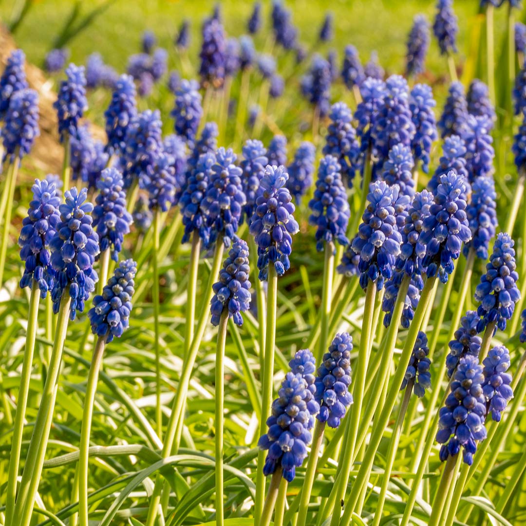 Group of blue flowered Muscari armeniacum, grape hyacinths, in a border at Barnsdale Gardens.