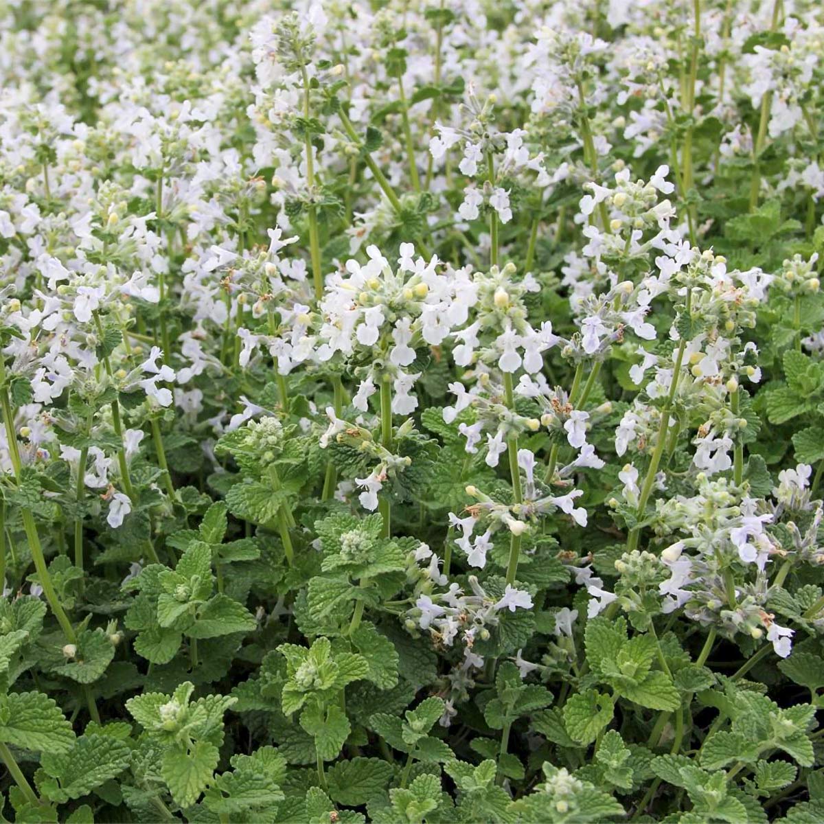 Nepeta racemosa 'Snowflake'