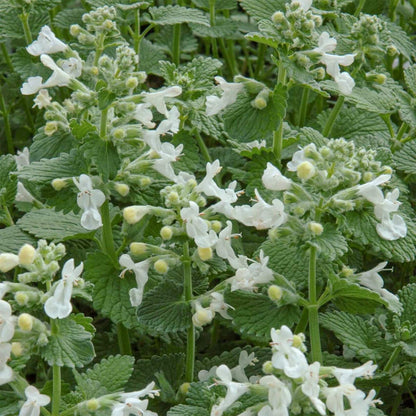 Nepeta racemosa 'Snowflake'