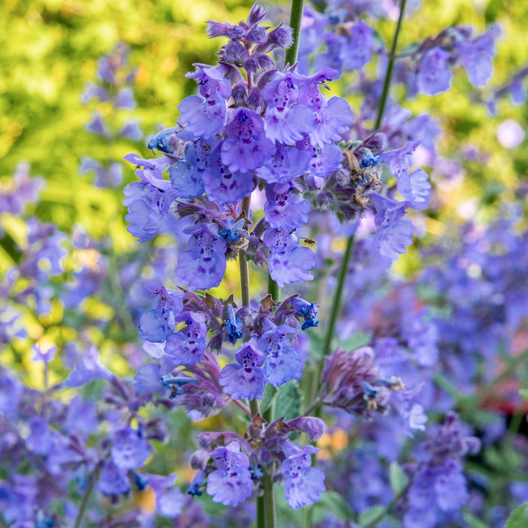 Nepeta 'Six Hills Giant'. Close up of lavender blue flowers.