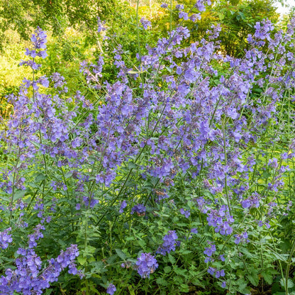 Nepeta 'Six Hills Giant' at Barnsdale Gardens.