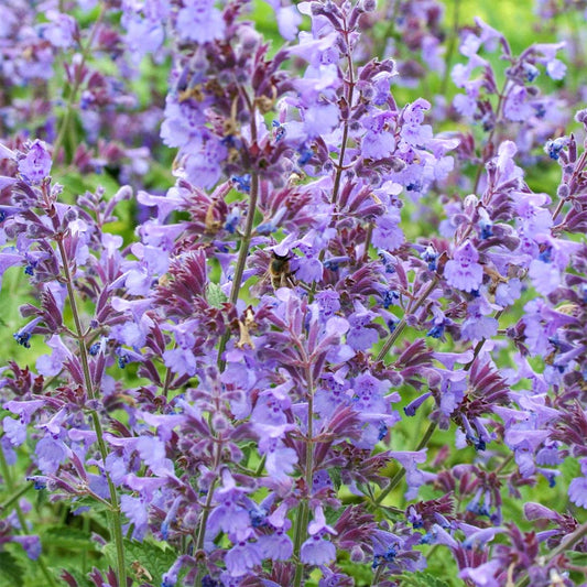 Nepeta x faassenii