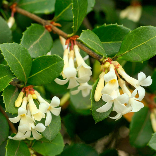 Osmanthus delavayi