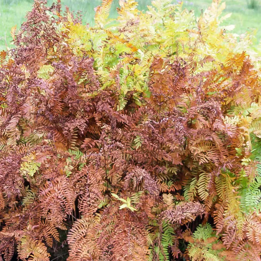 Osmunda regalis 'Purpurescens'