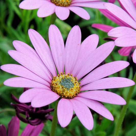 Osteospermum jucundum var. compactum