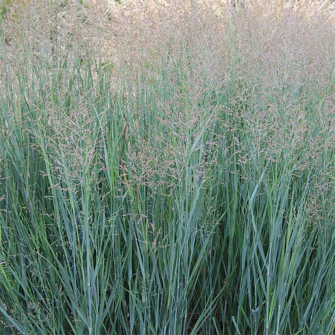 Panicum virgatum store heavy metal