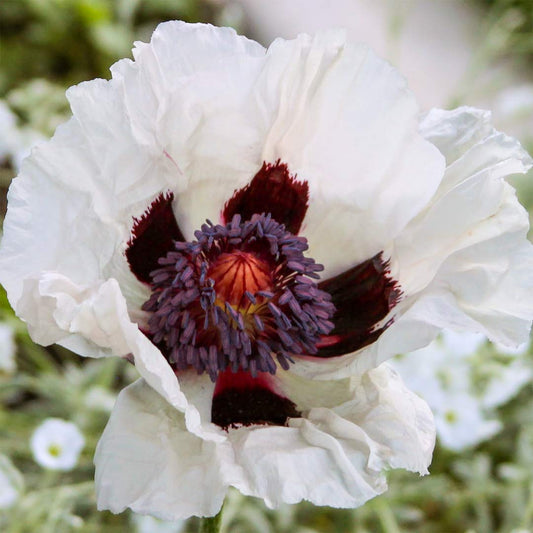 Papaver orientale 'Royal Wedding'