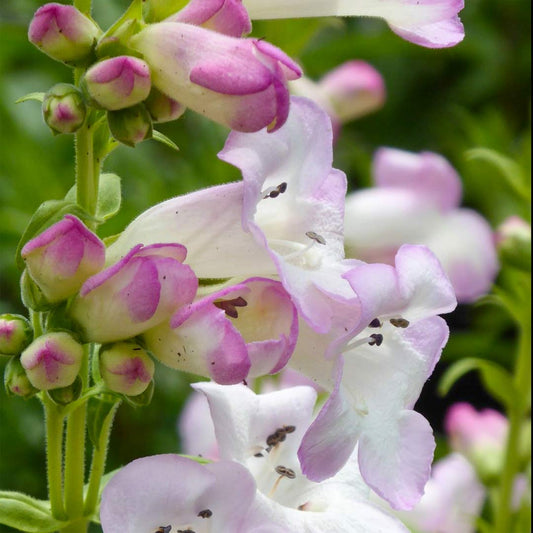 Penstemon 'Beckford'