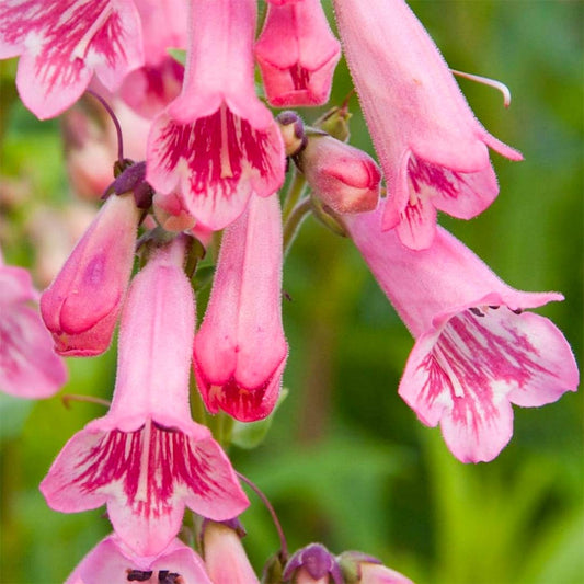 Penstemon 'Evelyn'