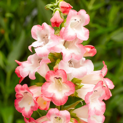 Penstemon 'Flamingo'