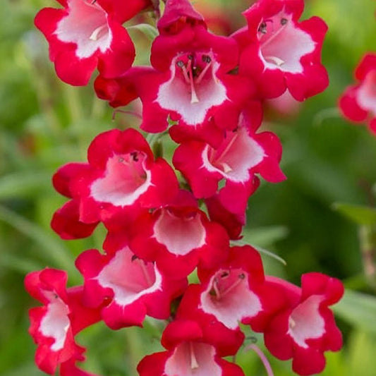 Penstemon 'King George V'