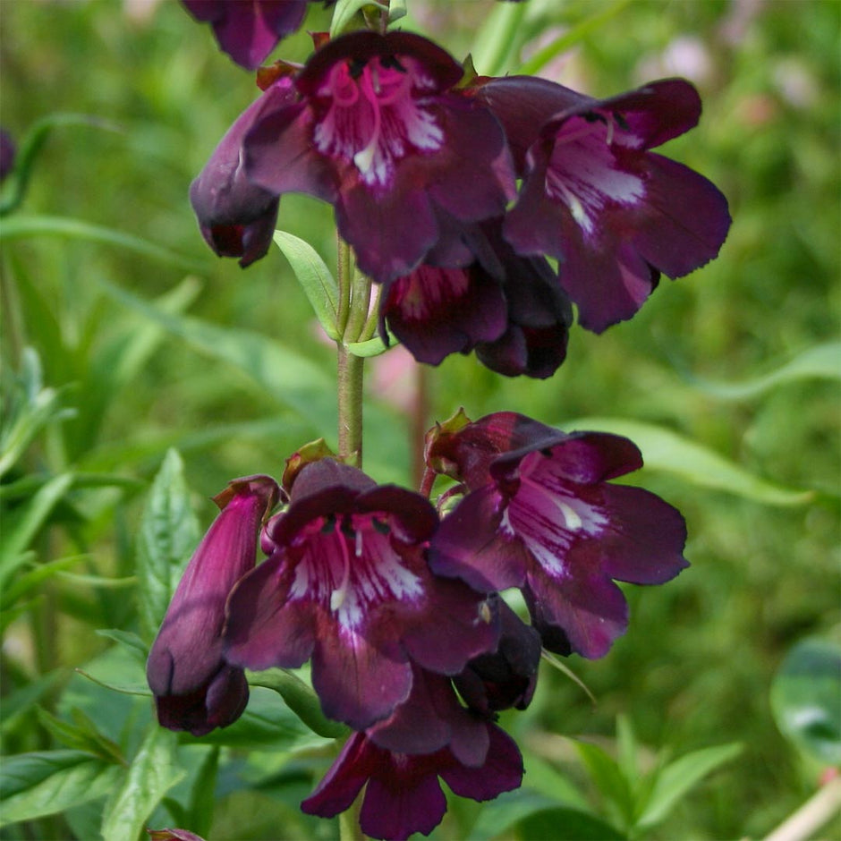 Penstemon – Barnsdale Gardens