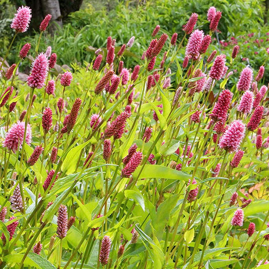 Persicaria bistorta carnea