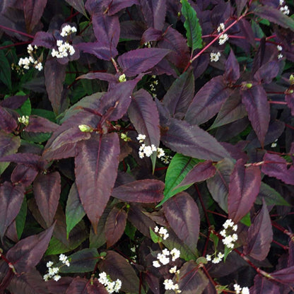 Persicaria microcephala 'Red Dragon'