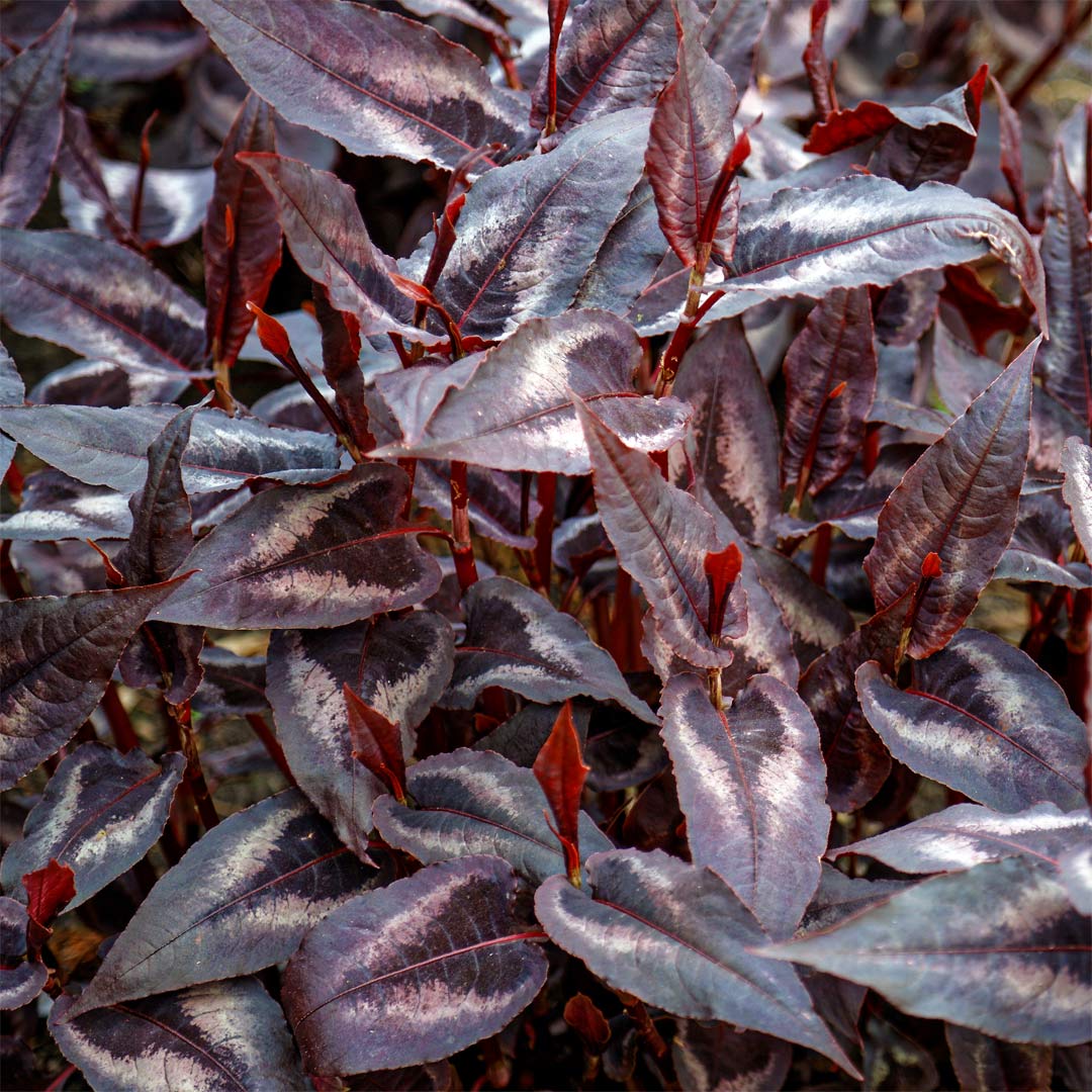 Persicaria microcephala 'Red Dragon'