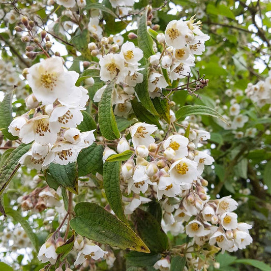 Philadelphus delavayi