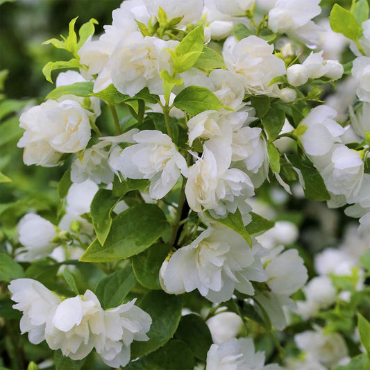 Philadelphus 'Manteau d'Hermine'