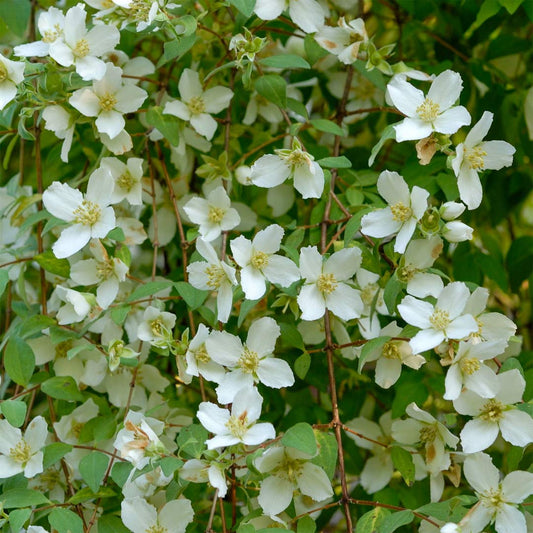 Philadelphus microphyllus