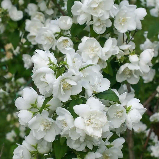 Philadelphus 'Mrs E L Robinson'