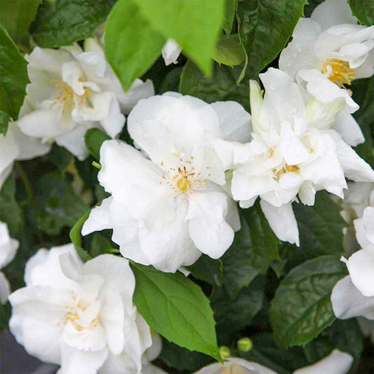 Philadelphus 'Natchez'