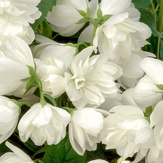 Philadelphus 'Snowbelle'