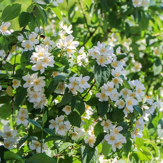 Philadelphus x lemoinei 'Erectus'