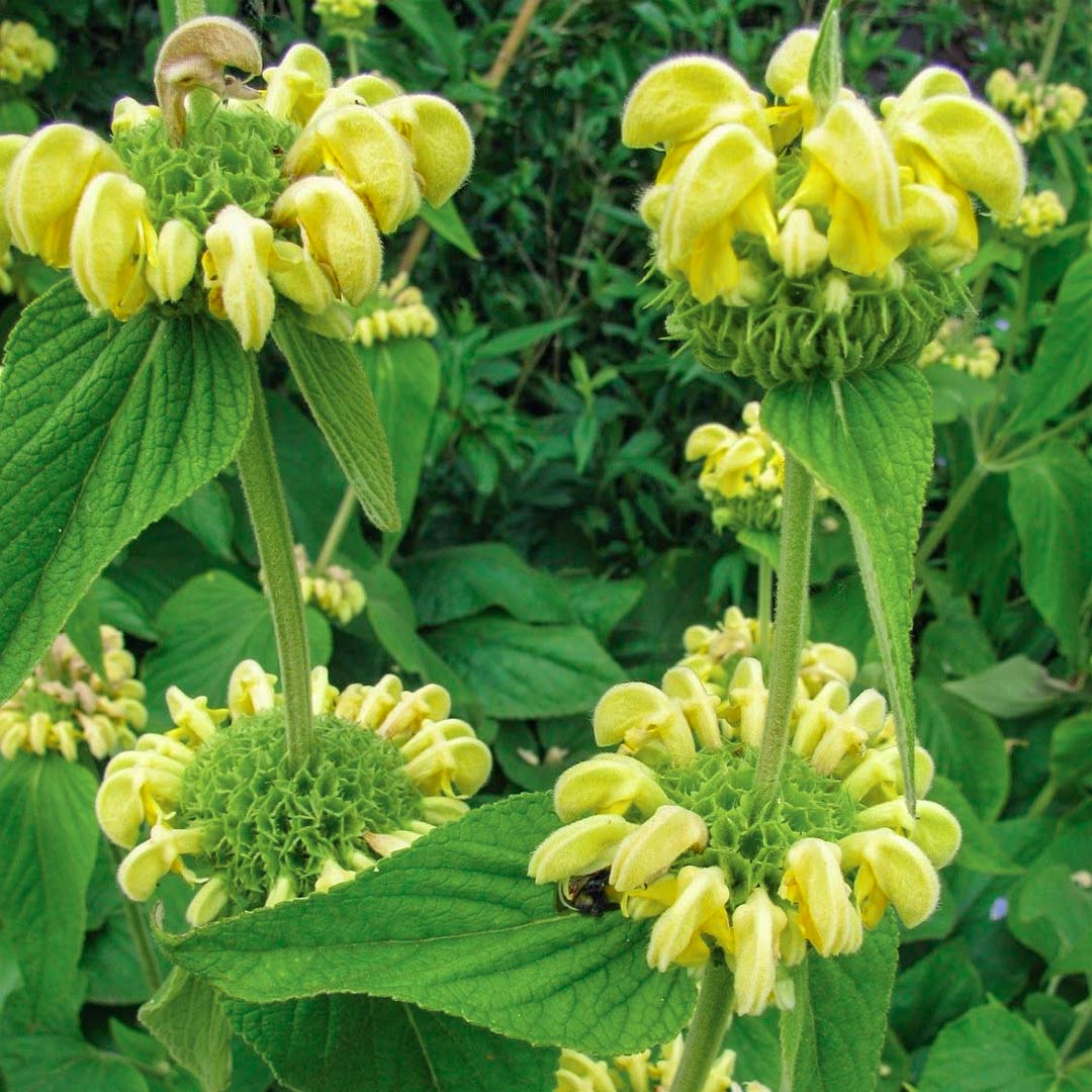 Phlomis 'Edward Bowles'