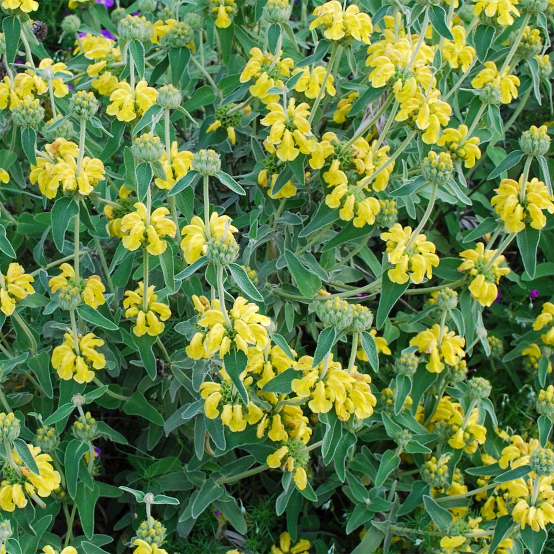 Phlomis 'Edward Bowles'