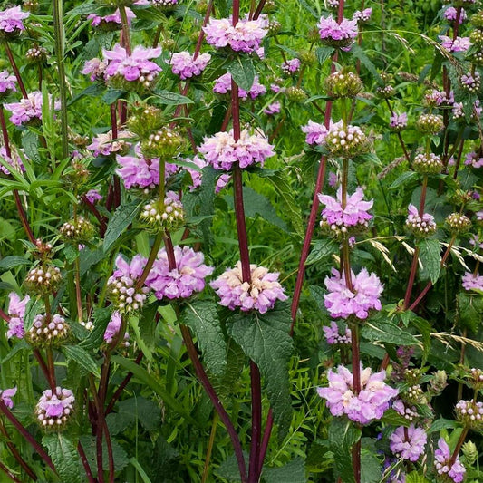 Phlomis tuberosa 'Bronze Flamingo'