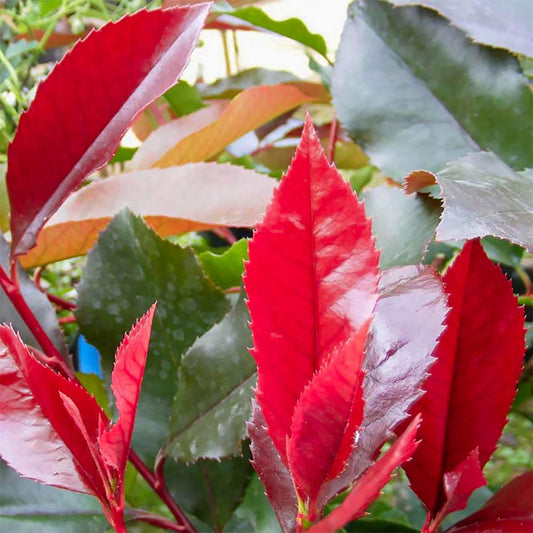 Photinia x fraseri 'Scarlet Blaze'