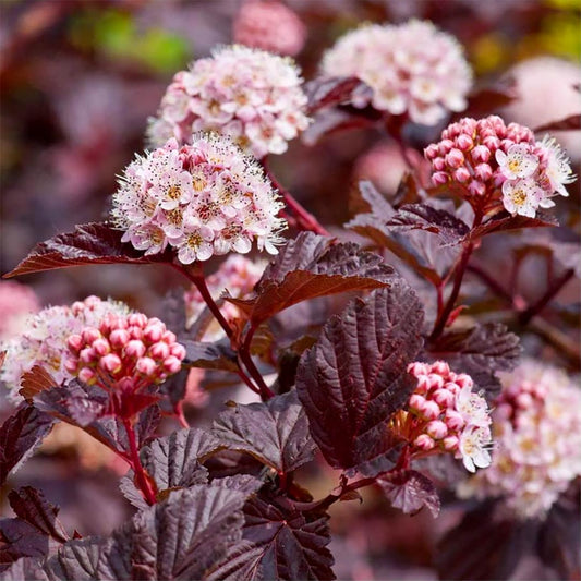 Physocarpus opulifolius 'Lady in Red'