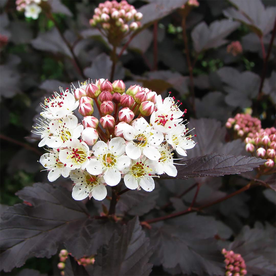 Physocarpus opulifolius 'Midnight' – Barnsdale Gardens