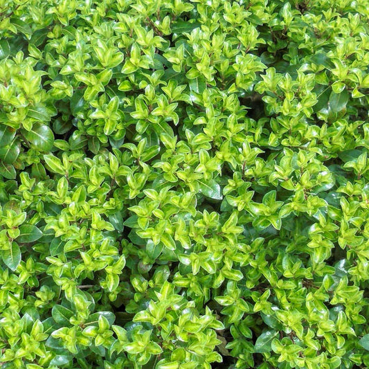 Pittosporum tenuifolium 'Golden Ball'