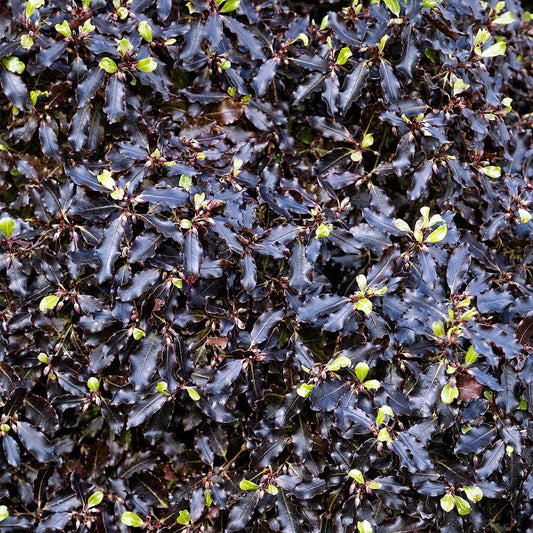 Pittosporum tenuifolium 'Tom Thumb'