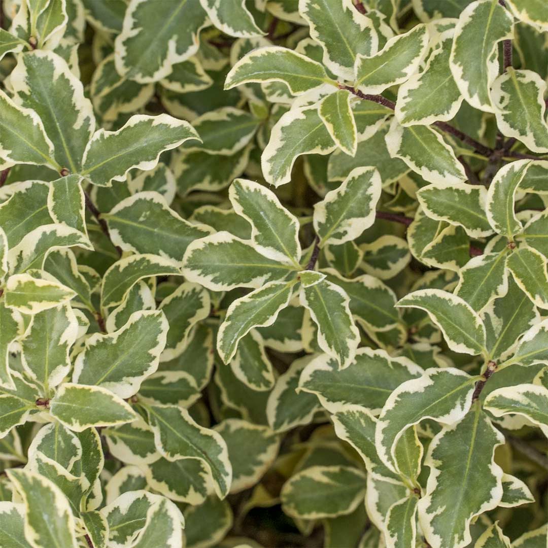 Pittosporum Tenuifolium Variegatum Barnsdale Gardens pittosporum-tenuifolium-variegatum-barnsdale-gardens
