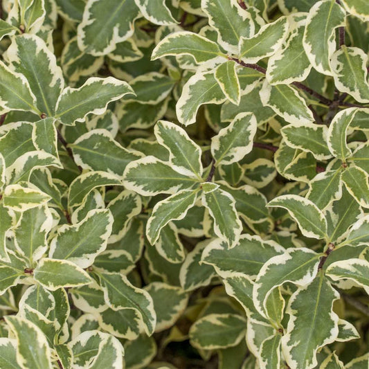 Pittosporum tenuifolium 'Variegatum'