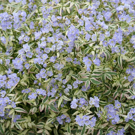 Polemonium reptans 'Stairway to Heaven'