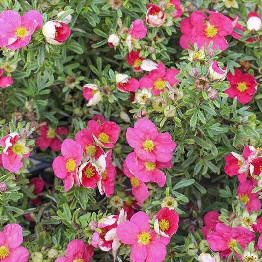 Potentilla fruticosa 'Bellissima'