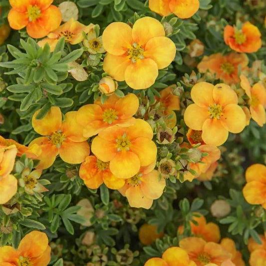 Potentilla fruticosa 'Mango Tango'