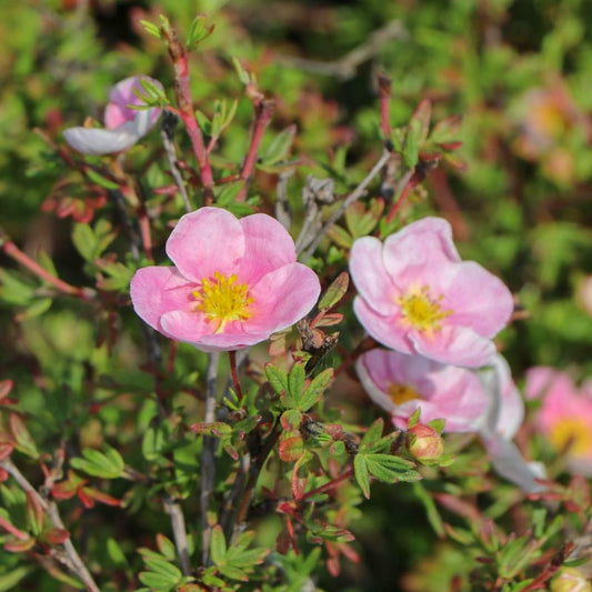 Potentilla fruticosa 'Princess'