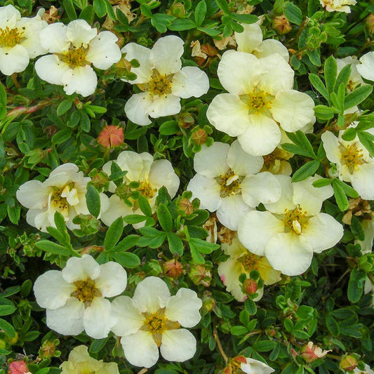 Potentilla fruticosa 'Summer Sorbet'